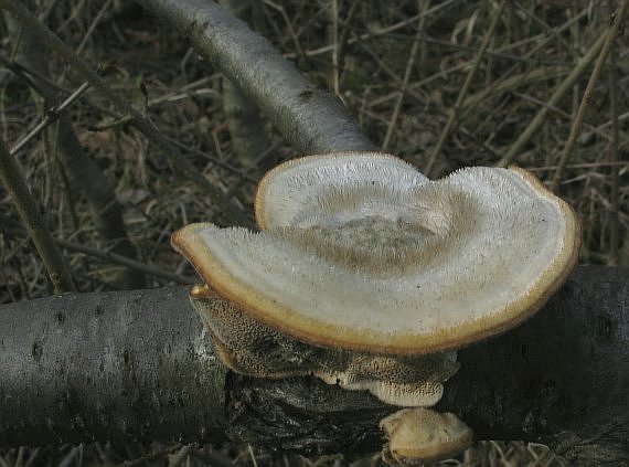 trúdnikovec chlpatý Trametes hirsuta (Wulfen) Lloyd