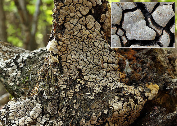 rozpukanec obyčajný Xylobolus frustulatus (Pers.) Boidin