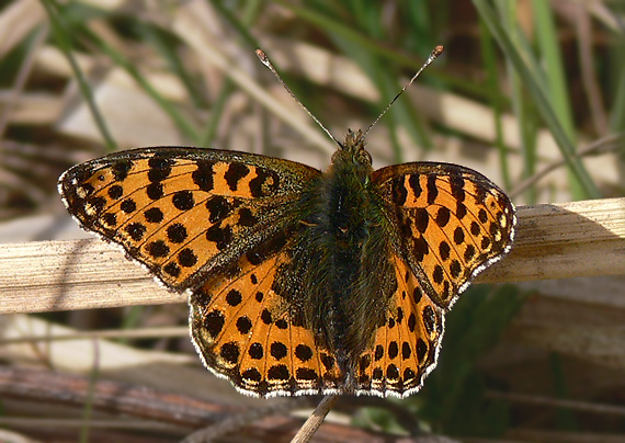 perlovec malý Argynnis lathonia