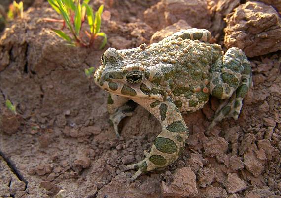 ropucha zelená Bufo viridis