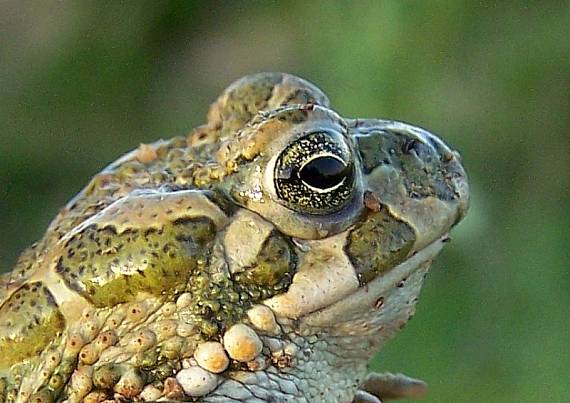 ropucha zelená Bufo viridis