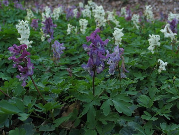 chochlačka dutá Corydalis cava (L.) Schweigg. et Körte