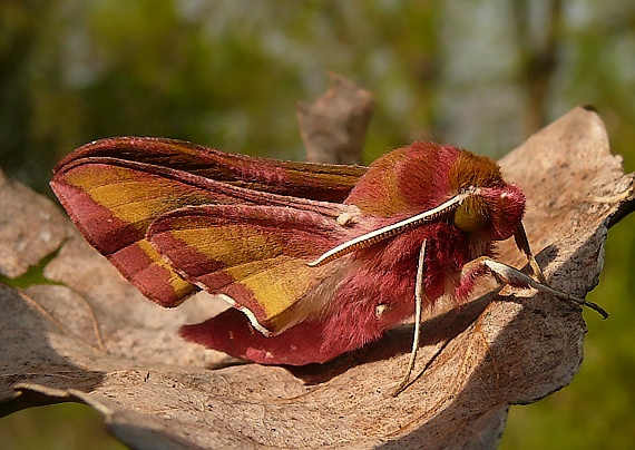 lišaj vrbicový Deilephila porcellus