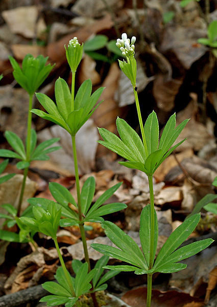 lipkavec marinkový Galium odoratum (L.) Scop.