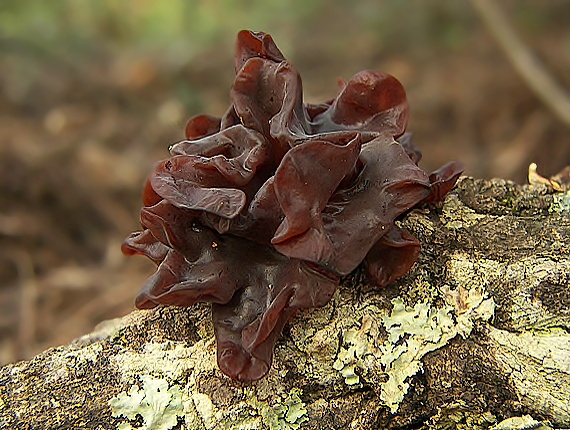 rôsolovka Phaeotremella frondosa (Fr.) Spirin & V. Malysheva