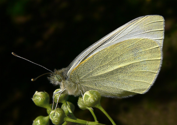 mlynárik repový Pieris rapae