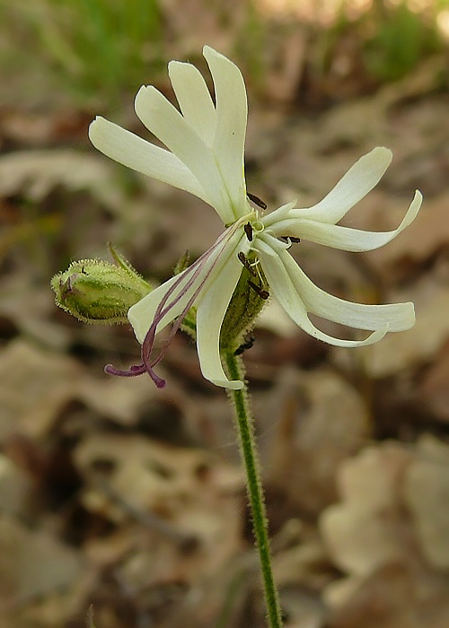 silenka ovisnutá Silene nutans L.