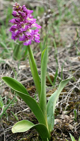 orchis mascula x orchis pallens