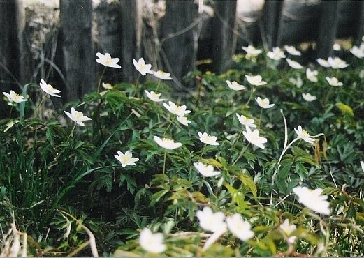 veternica hájna Anemone nemorosa L.