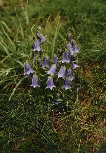 zvonček alpínsky Campanula alpina Jacq.