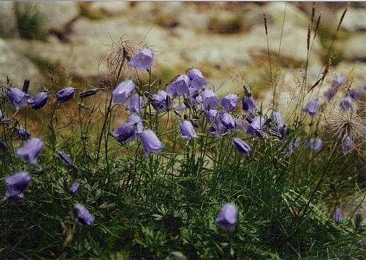 zvonček tatranský Campanula tatrae Borbás