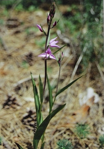 prilbovka červená Cephalanthera rubra (L.) Rich.