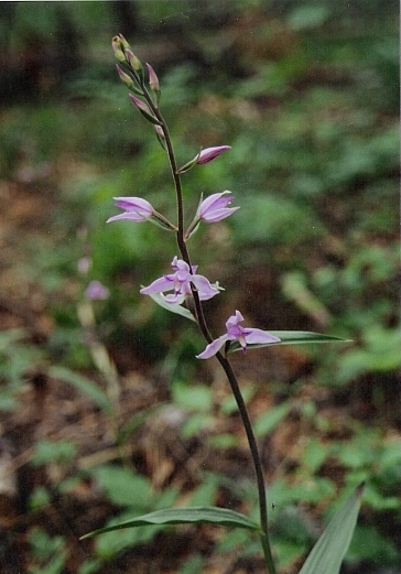 prilbovka červená Cephalanthera rubra (L.) Rich.