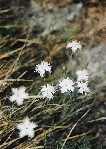 klinček lumnitzerov Dianthus praecox subsp. lumnitzeri  (Wiesb.) Kmeťová