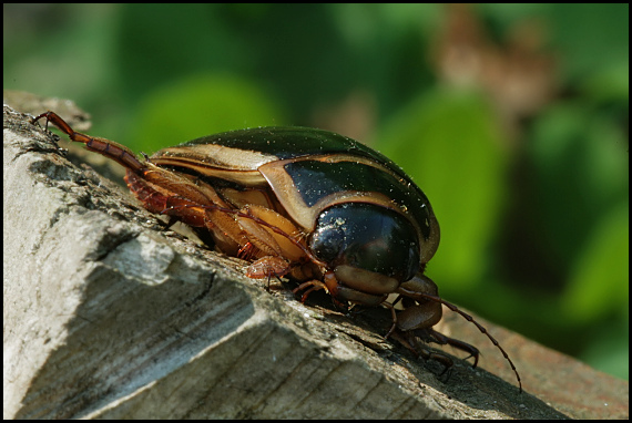 potápnik obrúbený Dytiscus marginalis