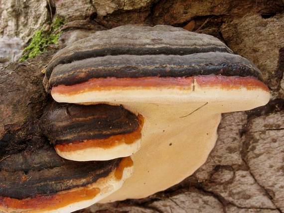 práchnovček pásikavý Fomitopsis pinicola (Sw.) P. Karst.