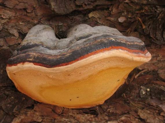 práchnovček pásikavý Fomitopsis pinicola (Sw.) P. Karst.