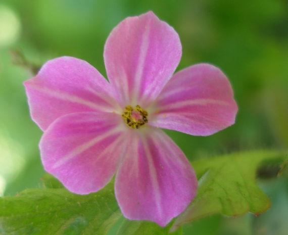 pakost smradľavý Geranium robertianum L.