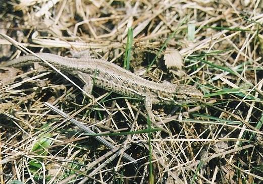 jašterica krátkohlavá Lacerta agilis