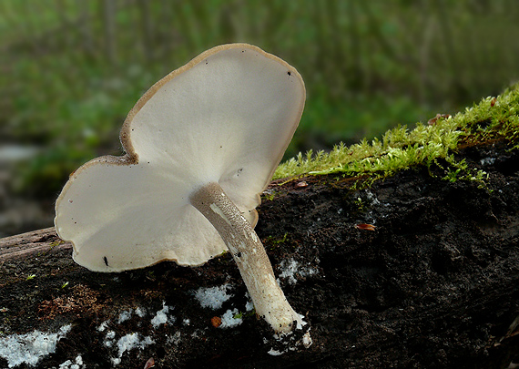 trúdnik strapkatý Lentinus substrictus (Bolton) Zmitr. & Kovalenko