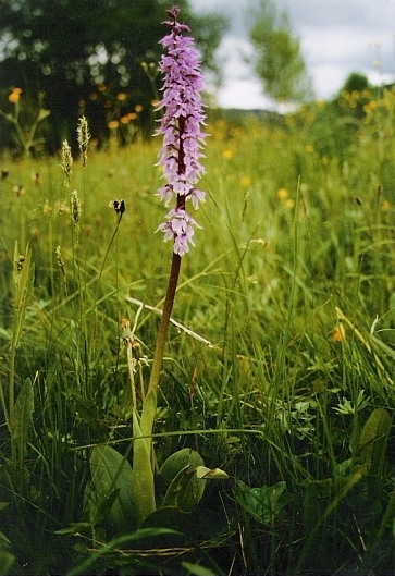 vstavač mužský poznačený Orchis mascula subsp. signifera (Vest) Soó