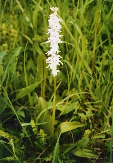 vstavač mužský poznačený Orchis mascula subsp. signifera (Vest) Soó