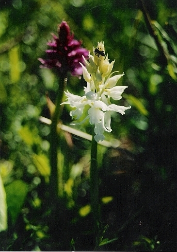 vstavač mužský poznačený Orchis mascula subsp. signifera (Vest) Soó