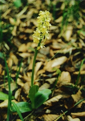 vstavač bledý Orchis pallens L.