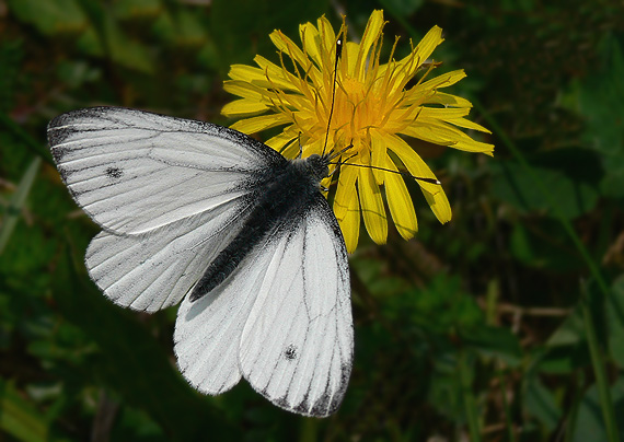 mlynárik repkový Pieris napi