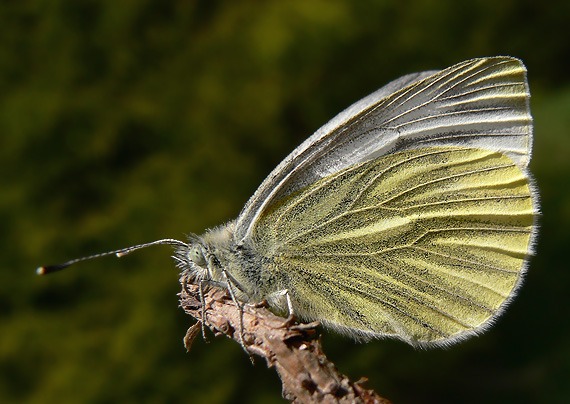 mlynárik repkový Pieris napi