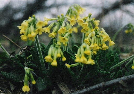 prvosienka vyššia Primula elatior (L.) L.