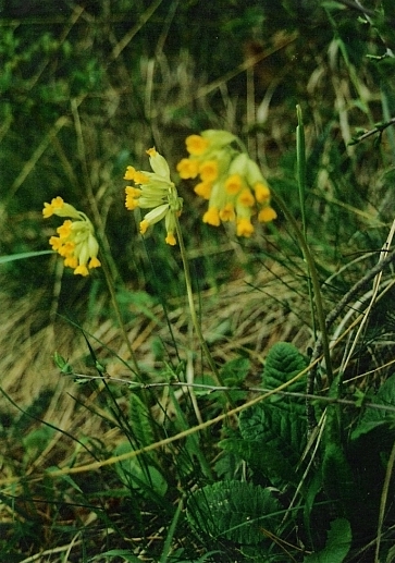 prvosienka jarná Primula veris L.