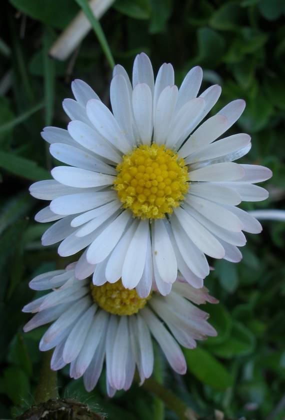 sedmokráska obyčajná Bellis perenis