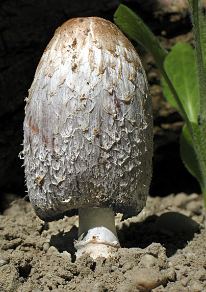 hnojník obyčajný Coprinus comatus (O.F. Müll.) Pers.