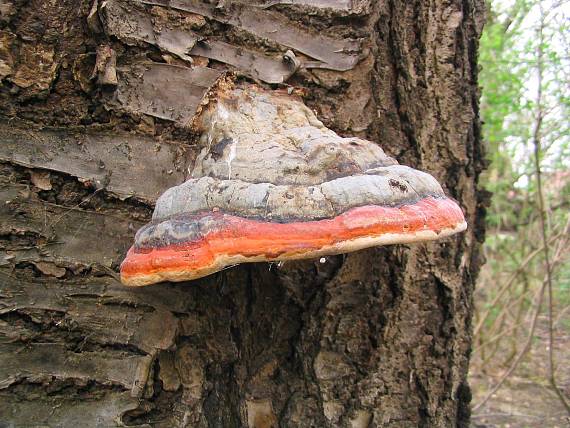 práchnovček pásikavý Fomitopsis pinicola (Sw.) P. Karst.