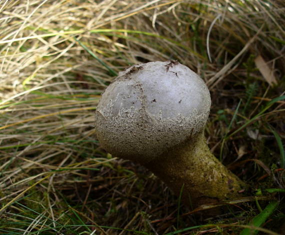 rozpadavec stopkatý Lycoperdon excipuliforme (Scop.) Pers.