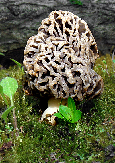 smrčok jedlý Morchella esculenta (L.) Pers.