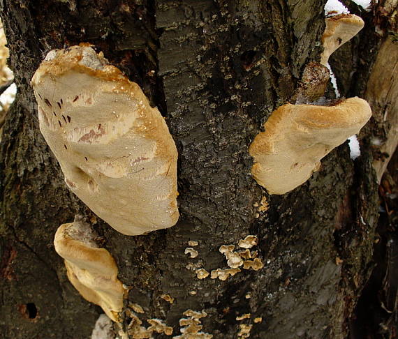 ohňovec slivkový Phellinus pomaceus (Pers.) Maire