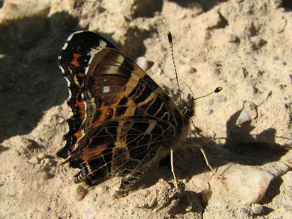 babôčka sieťkovaná (Araschnia levana)