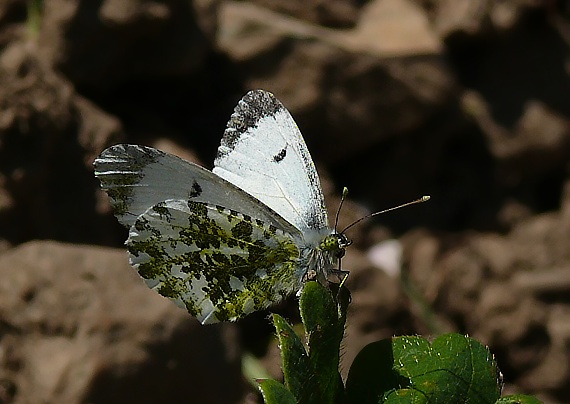 mlynárik žeruchový Anthocharis cardamines