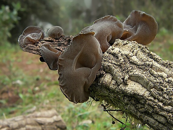 uchovec bazový Auricularia auricula-judae (Bull.) Quél.