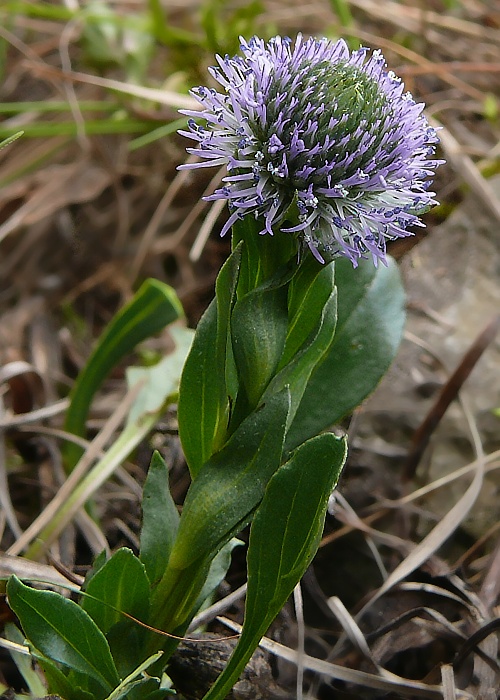 gulička bodkovaná Globularia punctata Lapeyr.