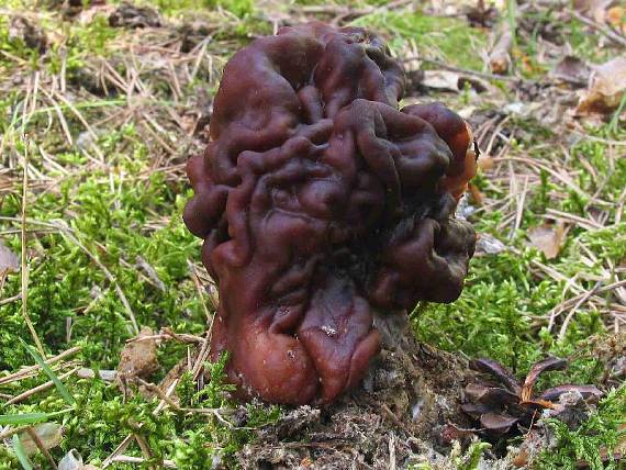 ušiak obyčajný Gyromitra esculenta (Pers.) Fr.