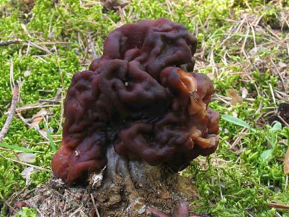 ušiak obyčajný Gyromitra esculenta (Pers.) Fr.