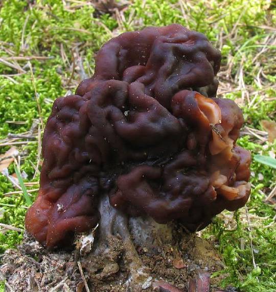 ušiak obyčajný Gyromitra esculenta (Pers.) Fr.