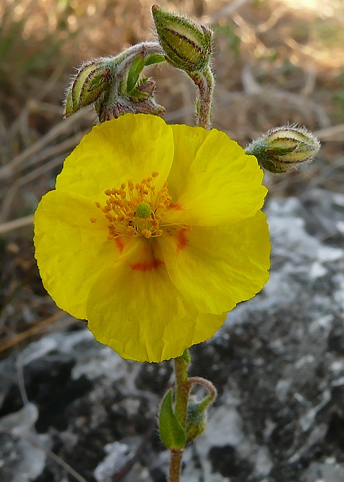 devätorník veľkokvetý Helianthemum grandiflorum (Scop.) DC.