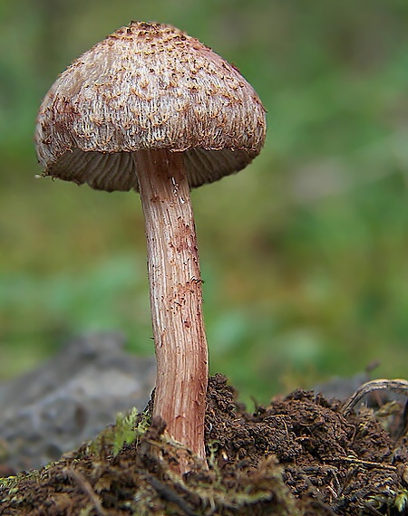 vláknica Inocybe sp.