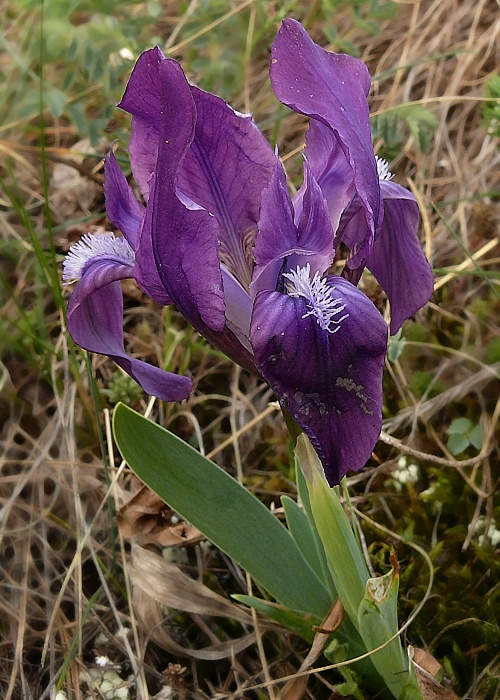 kosatec nízky Iris pumila L.