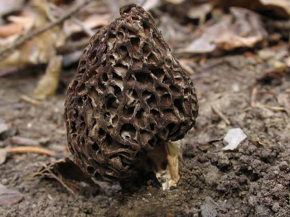 smrčok kužeľovitý. Morchella conica Pers.