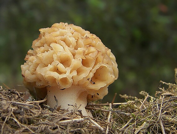 smrčok jedlý Morchella esculenta (L.) Pers.